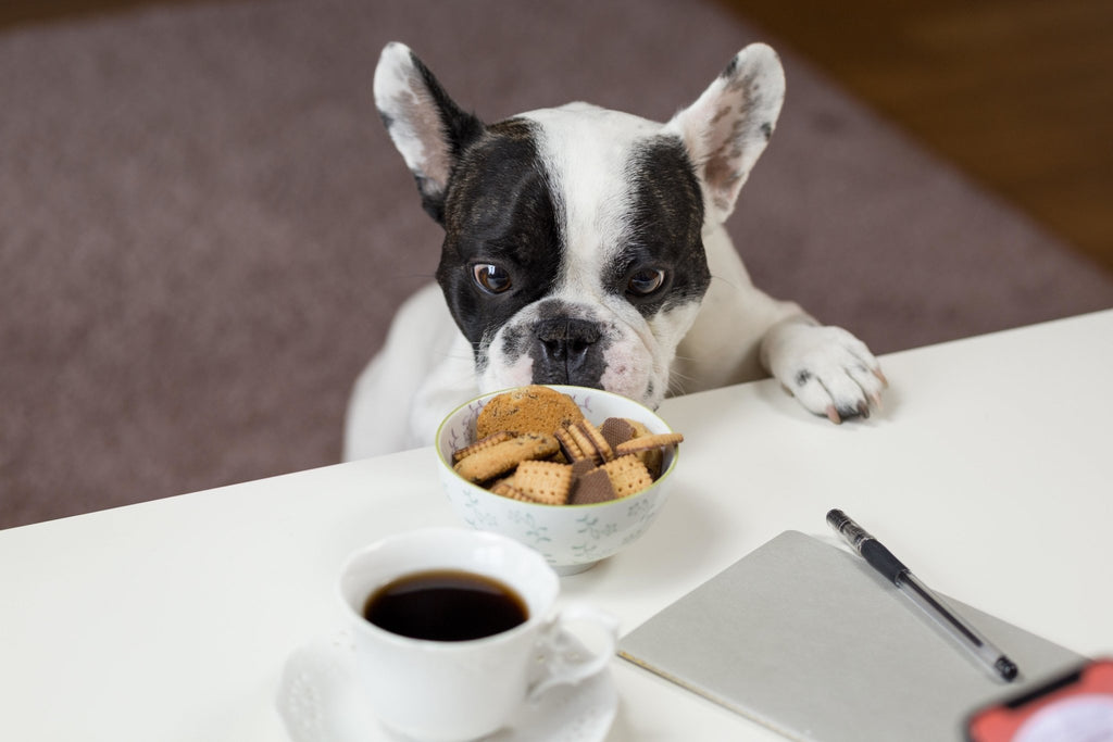 5 Most Scrumptious Homemade Dog Treats That Your Pet Would Love - PetBuy