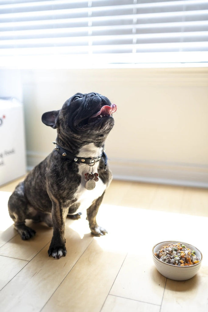 A Comprehensive Nutritional Guide for Dogs - PetBuy