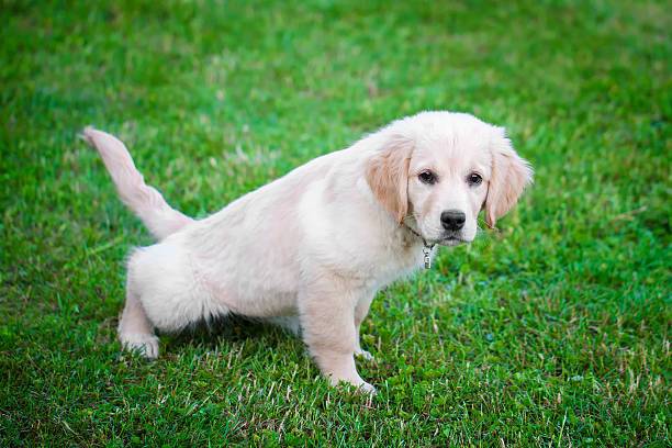 Here's How to Potty Train Your Puppy - PetBuy