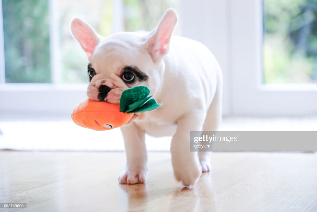 Top 5 Most Effective Pet Toys in 2021 - PetBuy