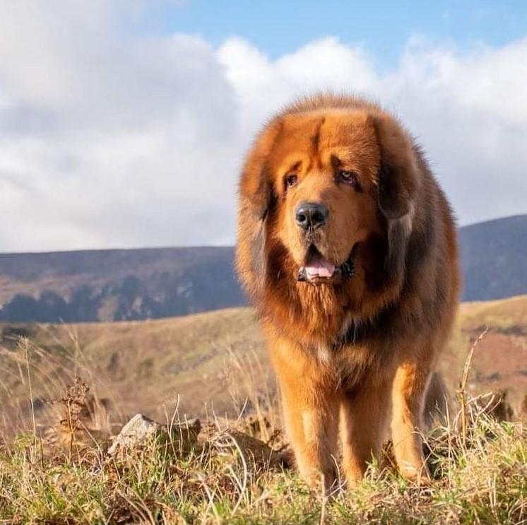 Top 7 Dog Breeds That Look Like Lions - PetBuy