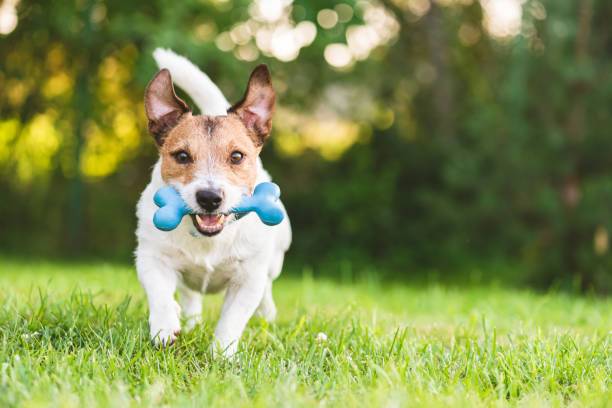 What are the Best Dog Toys for the Year 2021 - PetBuy