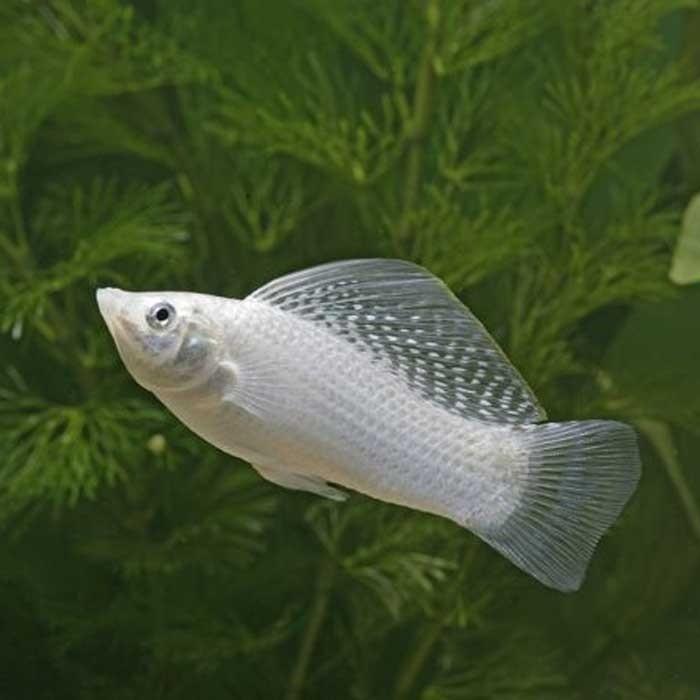 Assorted Sailfin Molly Male - PetBuy