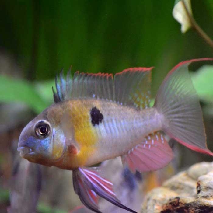 Bolivian Butterfly Cichlid - PetBuy