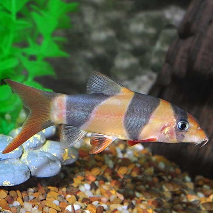 Clown Loach - PetBuy