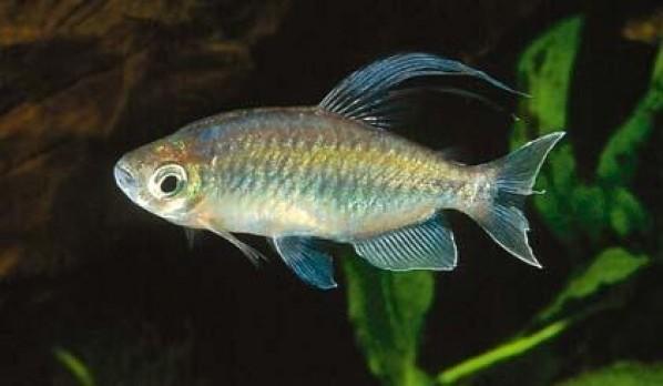 Congo Tetra - PetBuy