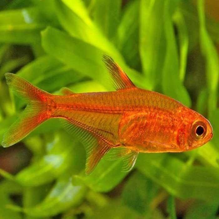 Ember Tetra - PetBuy