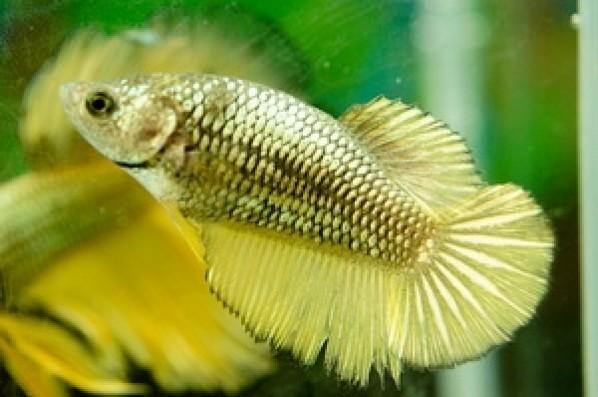 Female Siamese Betta - PetBuy