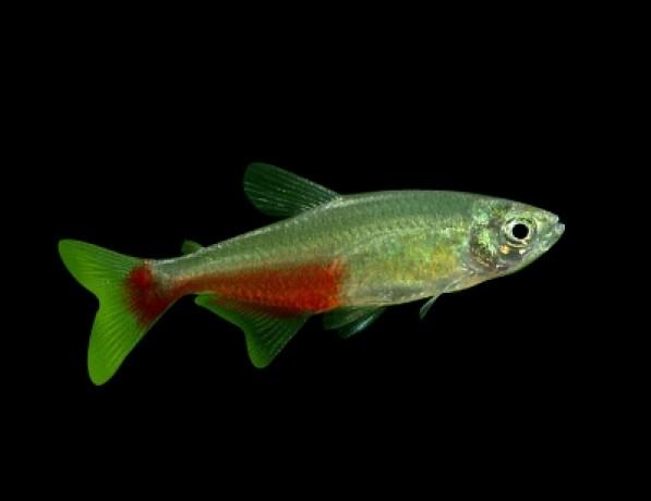 Glass Bloodfin Tetra - PetBuy