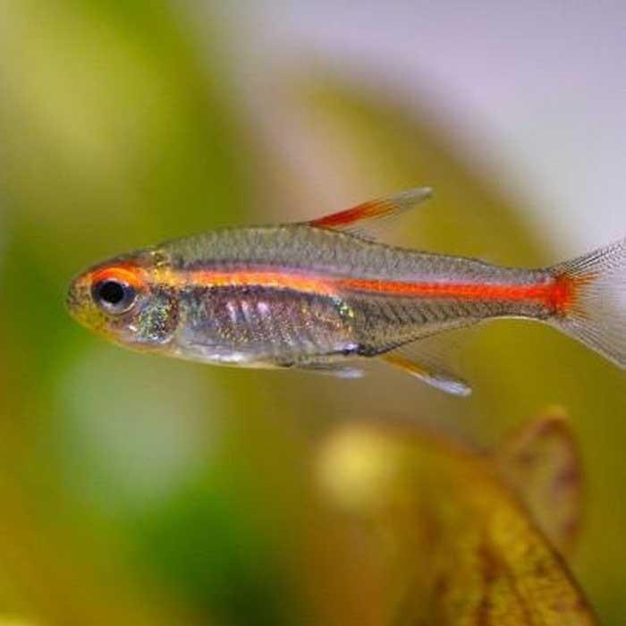 Glolite Tetra - PetBuy