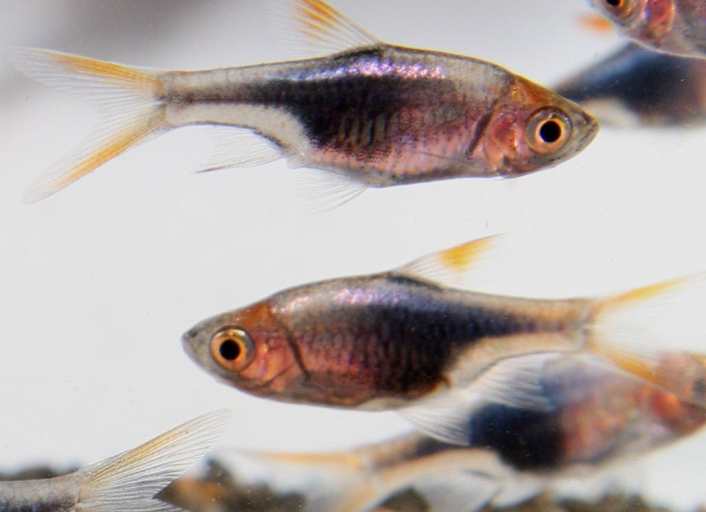 Harlequin Rasbora - PetBuy