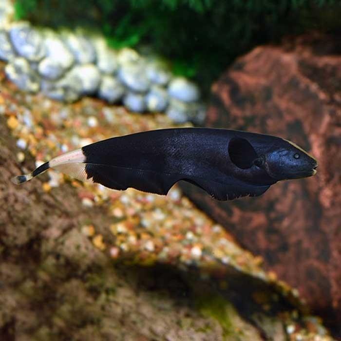 Knife Fish Black Ghost - PetBuy