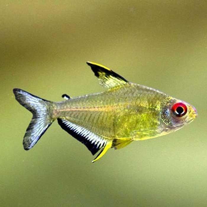 Lemon Tetra - PetBuy