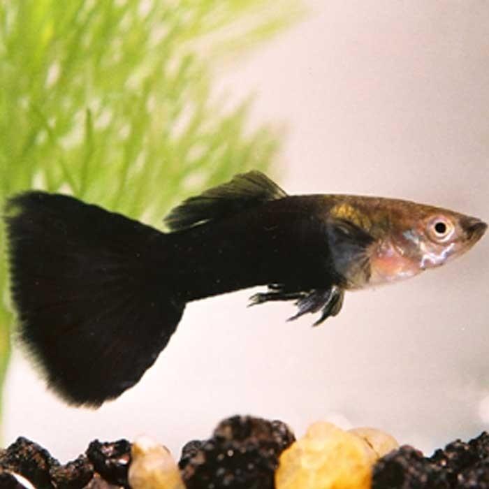 Male Blacktail Guppy - PetBuy