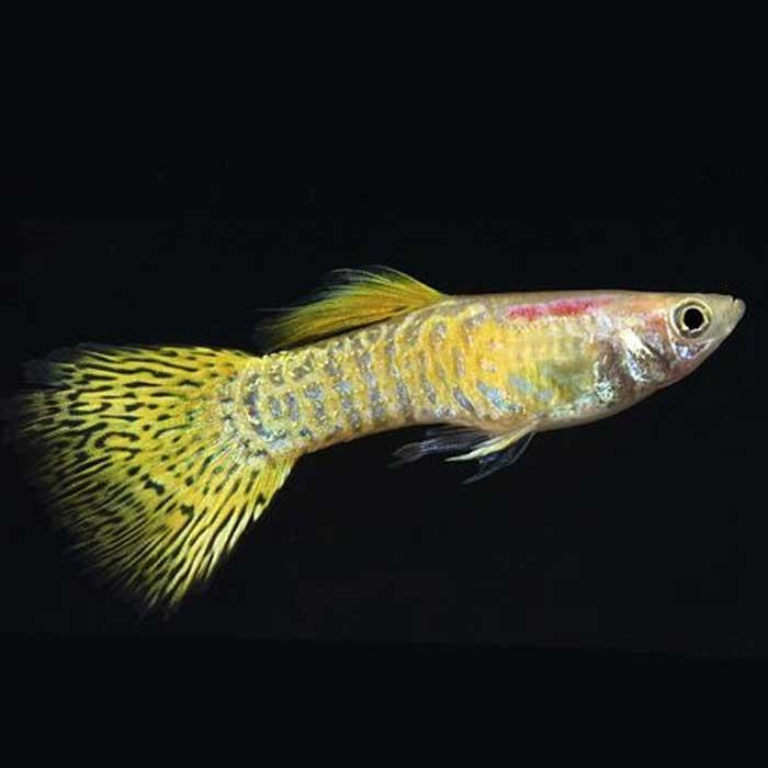 Male Cobra Gold Guppy - PetBuy