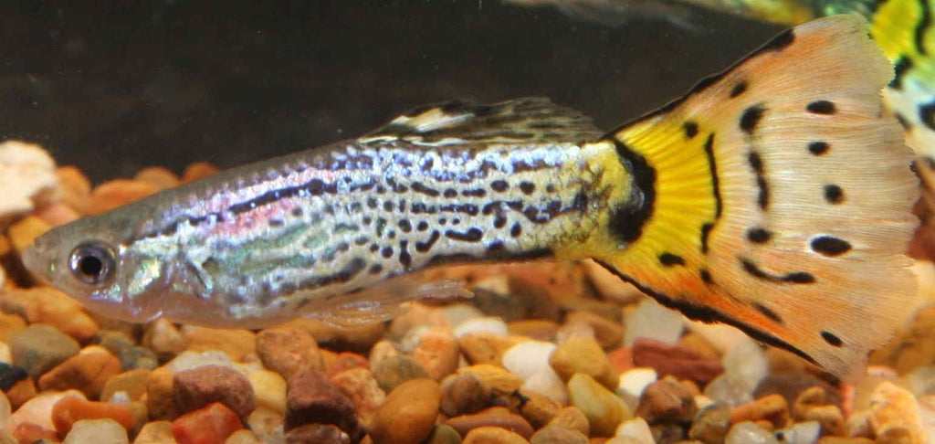 Male Cobra Leopardtail Guppy - PetBuy