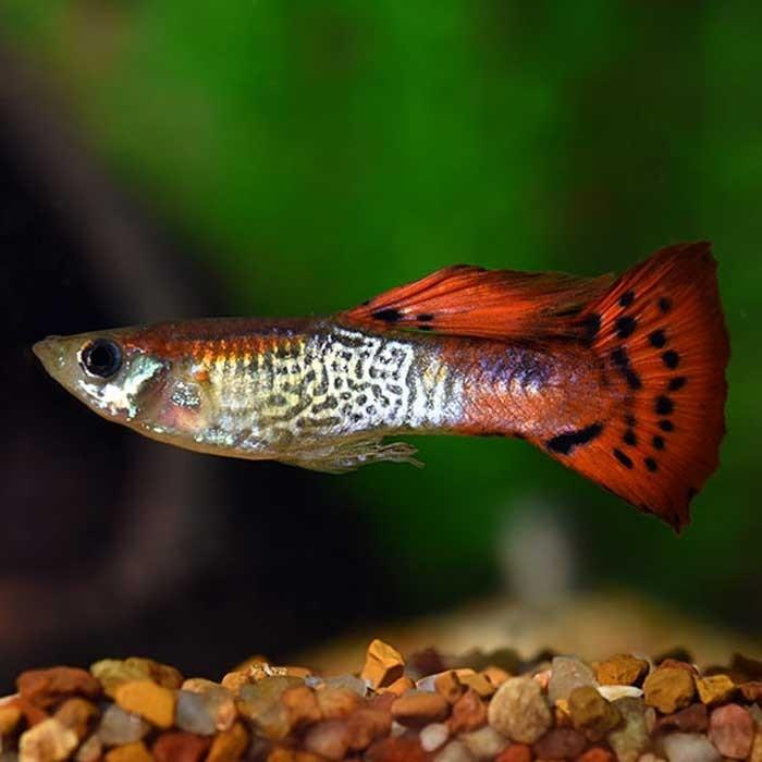 Male Cobra Red Guppy - PetBuy