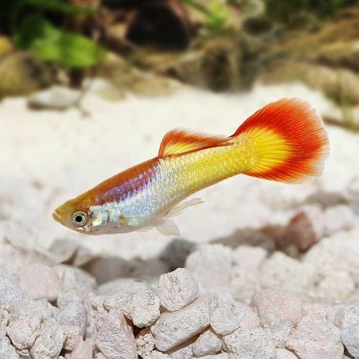 Male Flametail Guppy - PetBuy