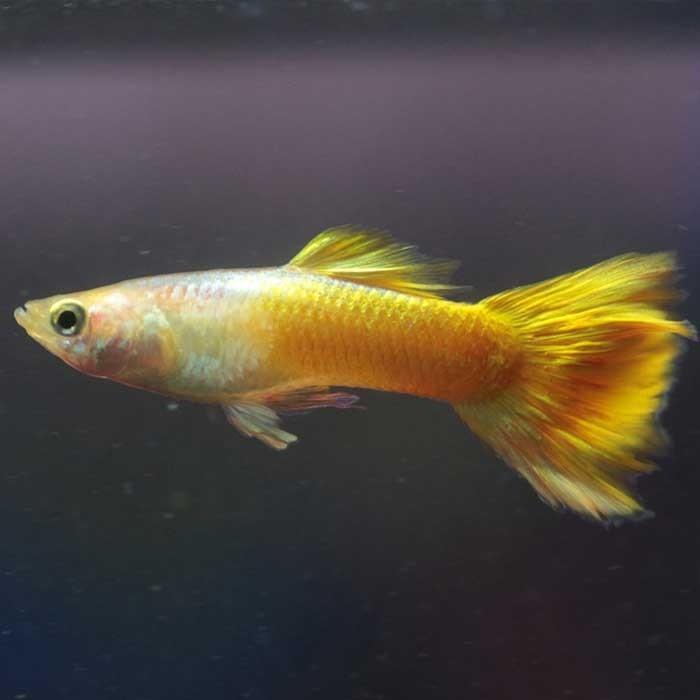 Male Metallic Yellow Guppy - PetBuy