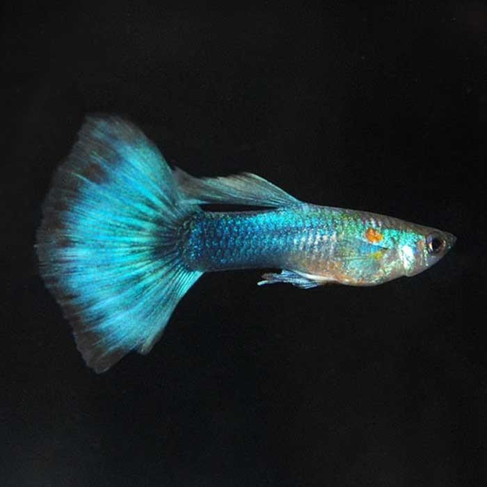 Male Neon Blue Guppy - PetBuy