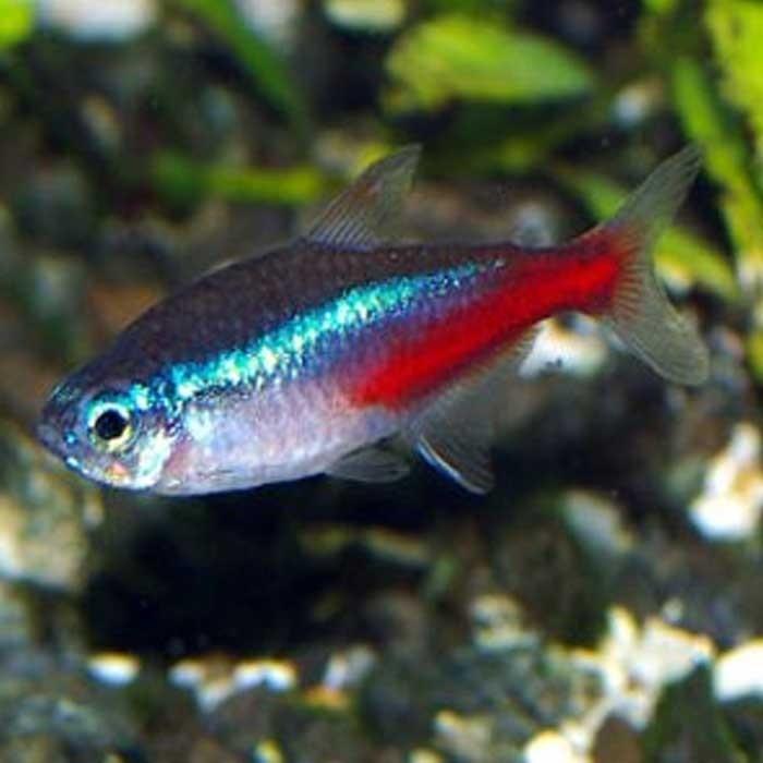 Neon Tetra - PetBuy