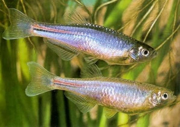 Pearl Danio - PetBuy