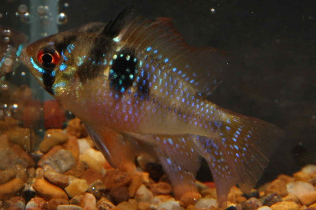 Ramirezi Blue - PetBuy