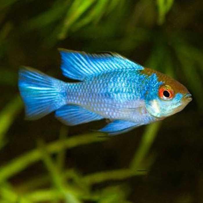 Ramirezi Electric Blue - PetBuy