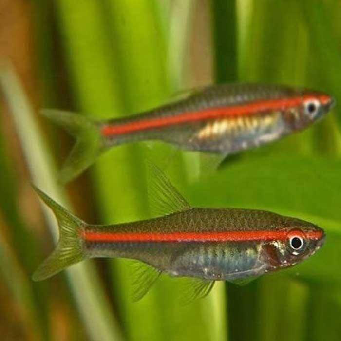 Red Line Rasbora - PetBuy