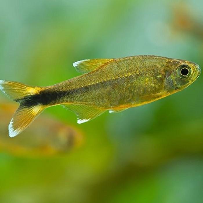 Silver Tip Tetra - PetBuy